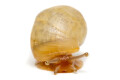 Lissachatina immaculata ssp South Africa albino shell juvenil